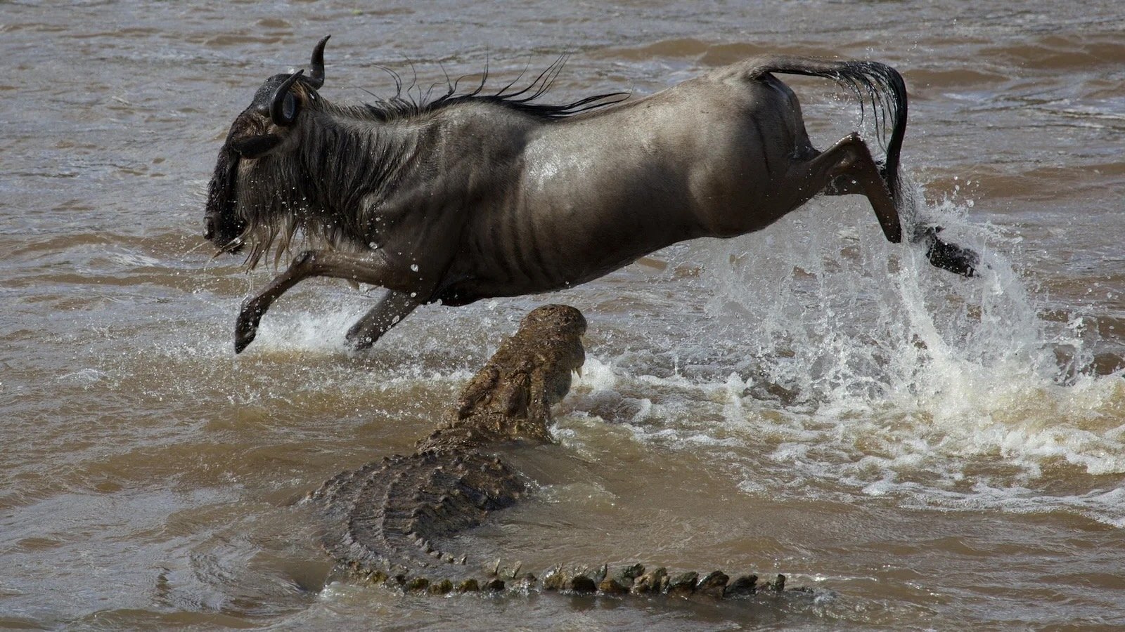 The-great-Migration