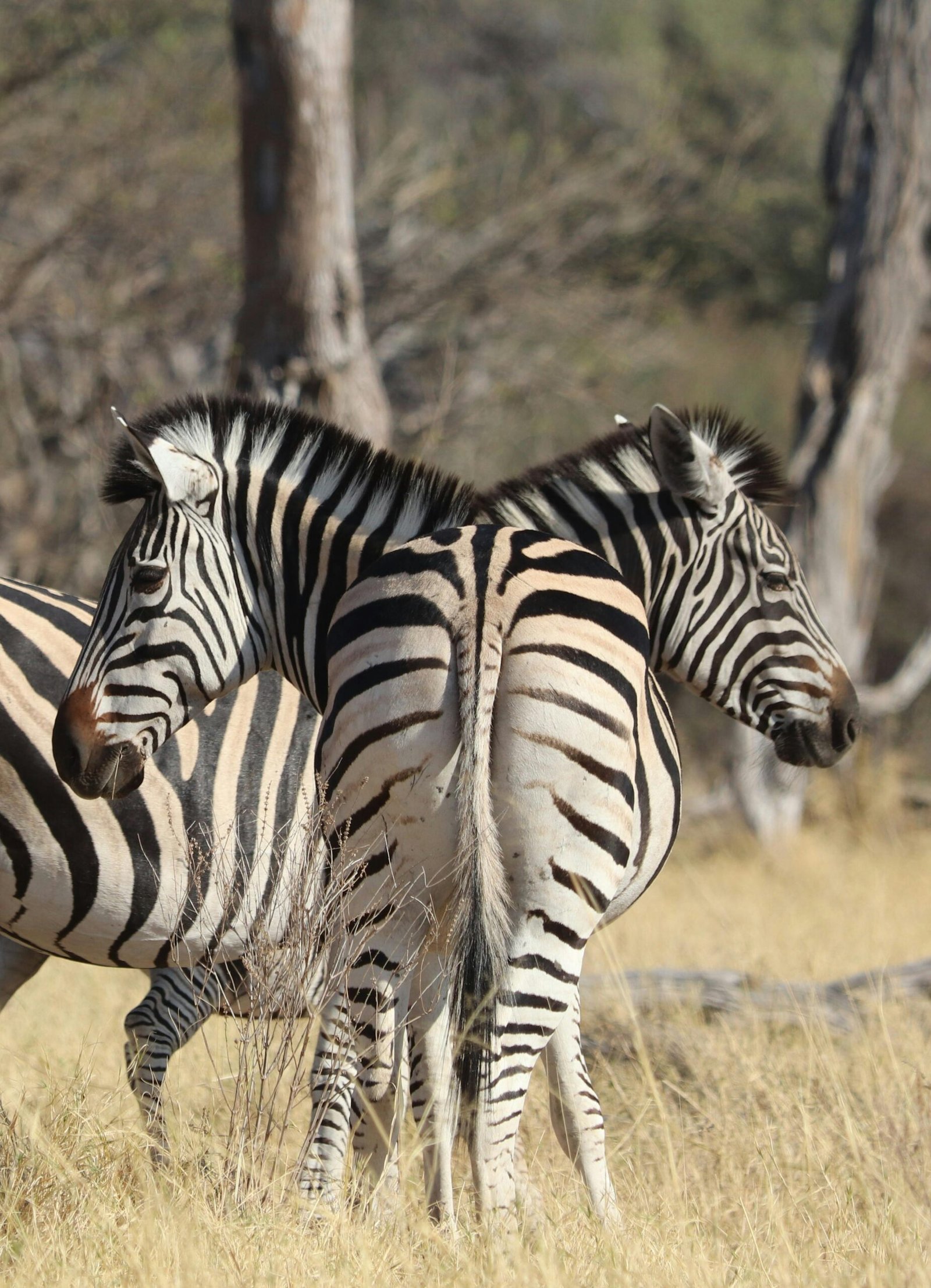 Two zebras stand close in the African savanna, showcasing their distinct black and white stripes.