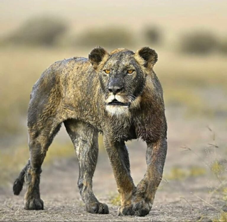 Pride