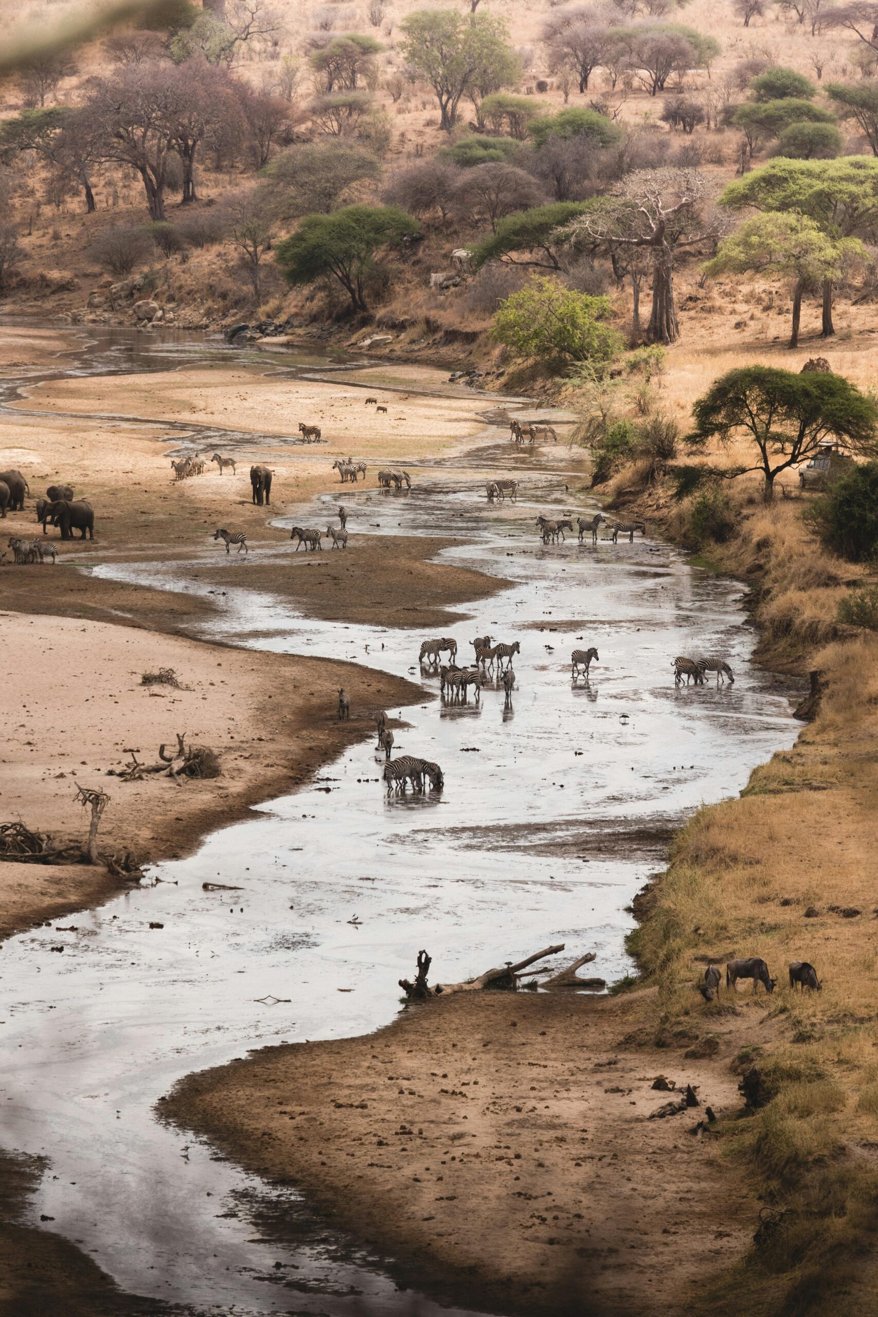 A serene scene of wildlife at a watering hole in the African savannah with elephants and zebras.
