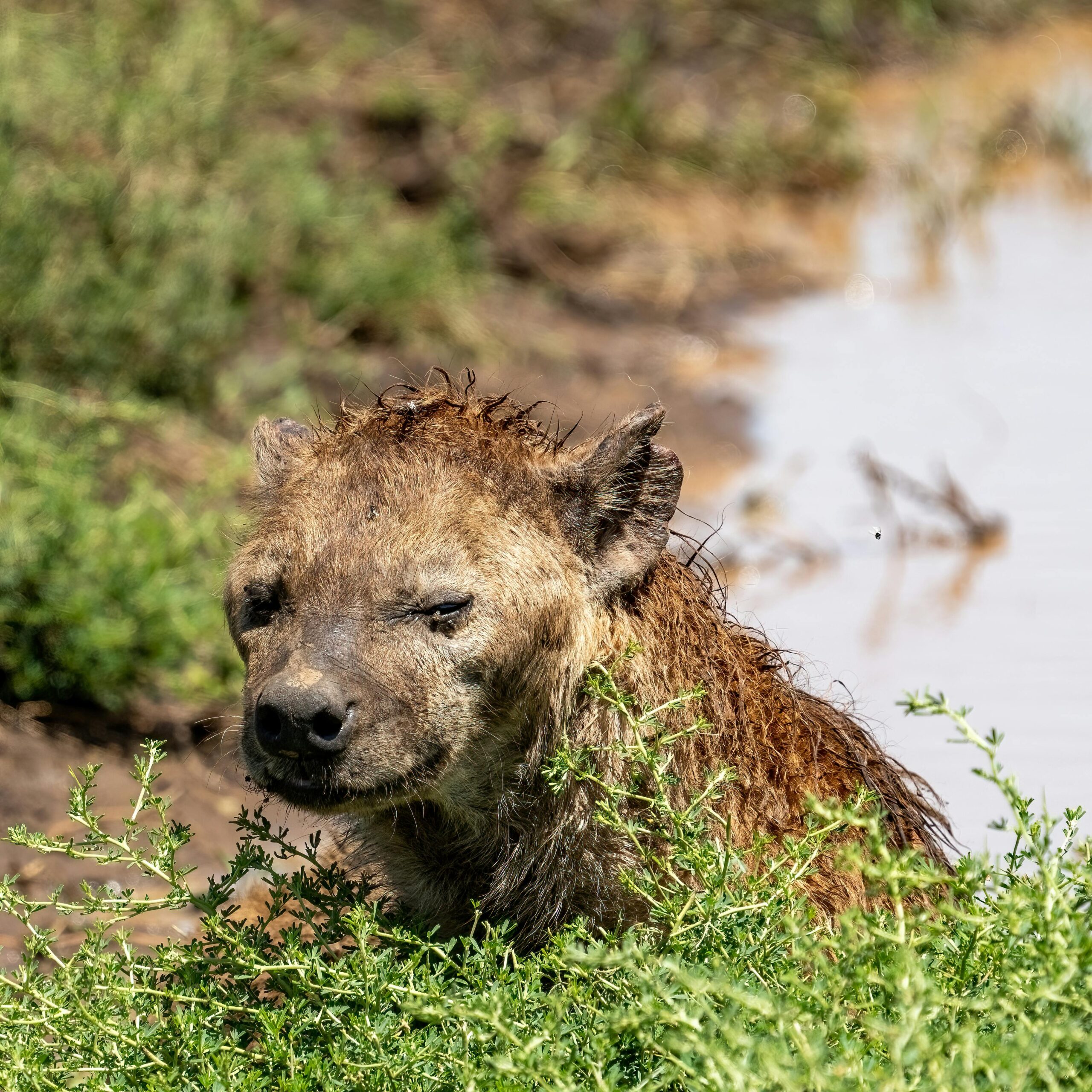 A wet hyena resting by a river, surrounded by lush greenery during a safari.