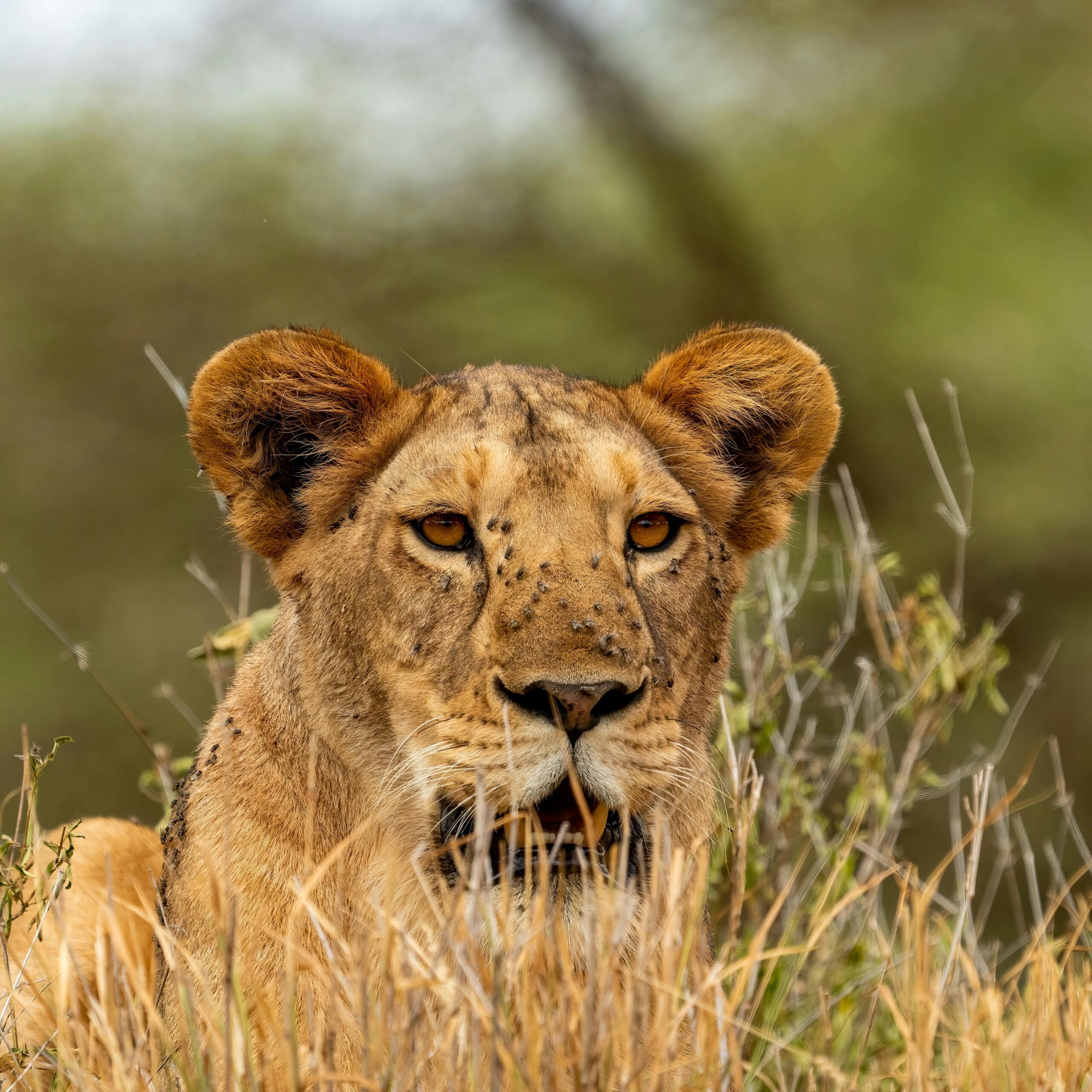 Close-up of a lioness resting in the wild, highlighting her fierce beauty and natural habitat.