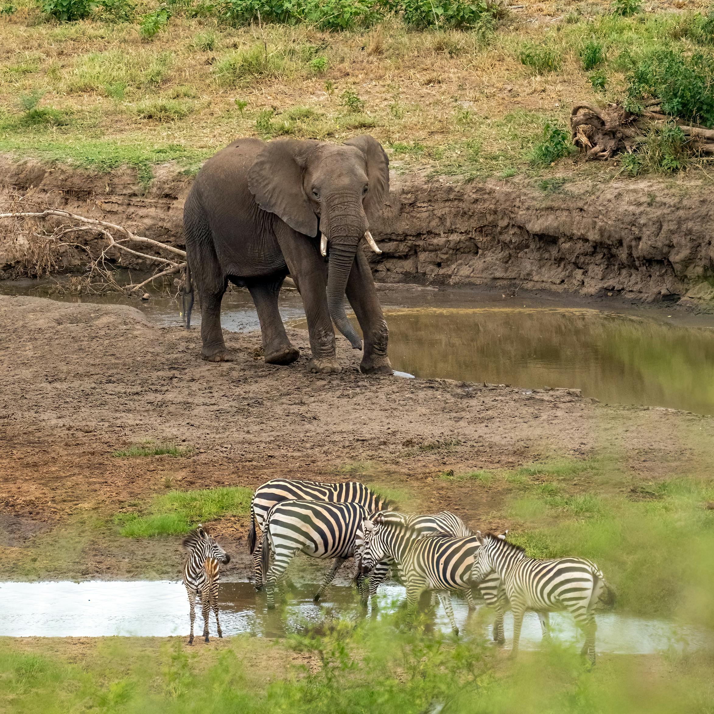 African elephant and zebras gathering at a serene watering hole in a savannah landscape.