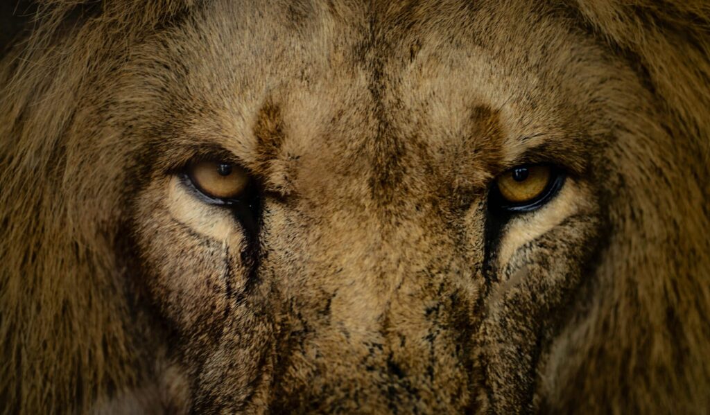 Detailed close-up of a lion's intense gaze, captured in a natural setting with a dramatic and moody tone.