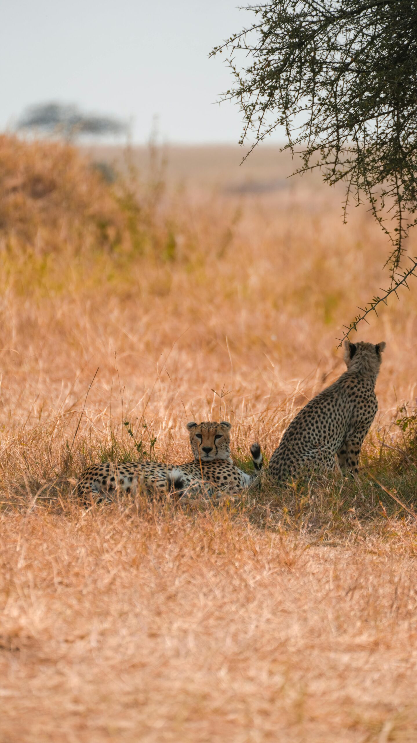 Cheetah siblings relaxing under a tree in Tanzania's vast savanna.