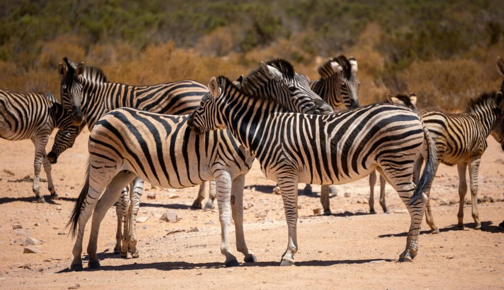 Close-up of zebras grazing under the sun in the South African savannah.