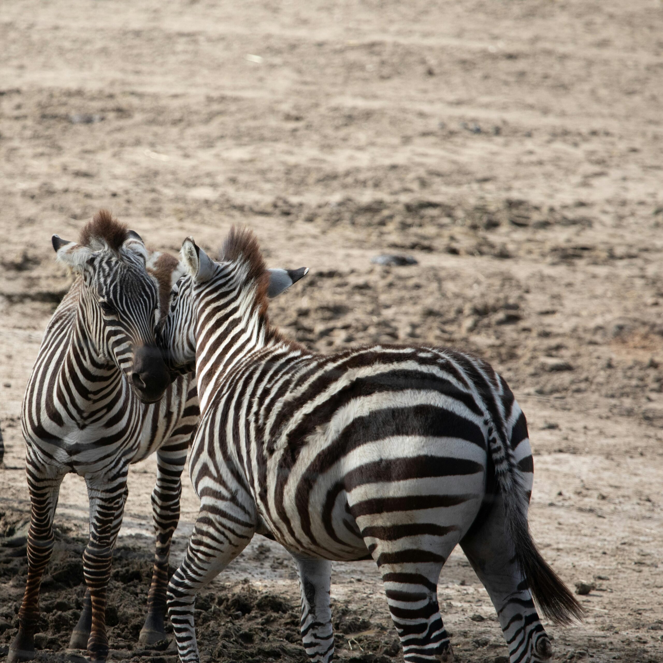 Two zebras engaging in social behavior on a dry sandy landscape.