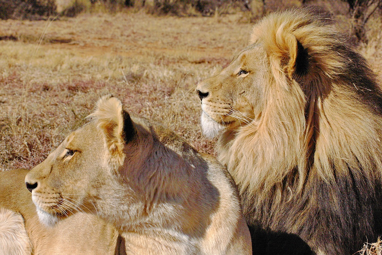 lion, lion couple, few, cat couple, cats, brown, king, africa, big cat, safari, portrait, savannah, female, male, lion king, nostalgia, beware, nature, wildlife, wild, free