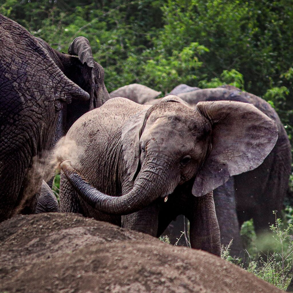A herd of elephants interacting in the lush wilderness of Western Uganda.