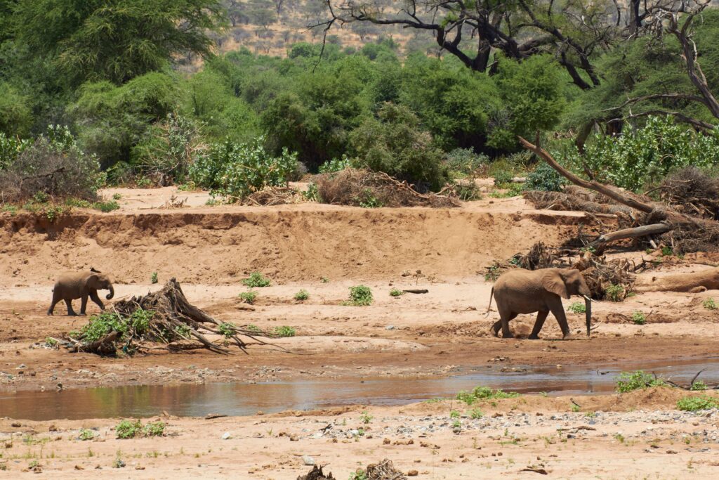 Two elephants strolling across a sunlit savanna near a water stream, surrounded by lush greenery.